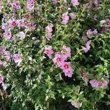 Les De La Planchette Hébergement de vacances Saint-Gervais-les-Trois-Clochers